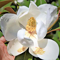 2018_6_26_Magnolia_grandiflora.jpg