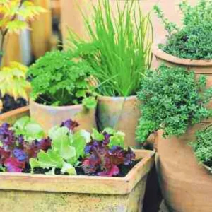 2015_3_18_HABITAT-JARDIN_Herbettes_capitales