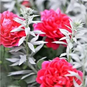 37494b535ddb8428c0ec314951e345d3
