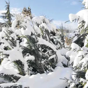Comment protéger le jardin des flocons
