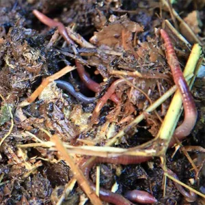 Encore un peu de compost_