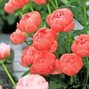 Gloire aux pivoines
