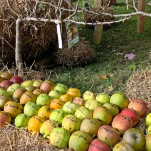 Un fruitier au jardin