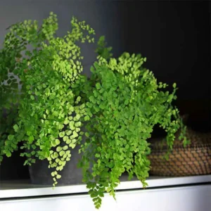 Verdure pour côté obscur