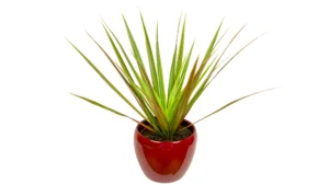 dracaena-house-plant_h