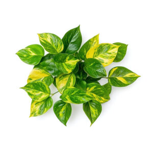 nova-planta-services