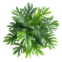 plant3